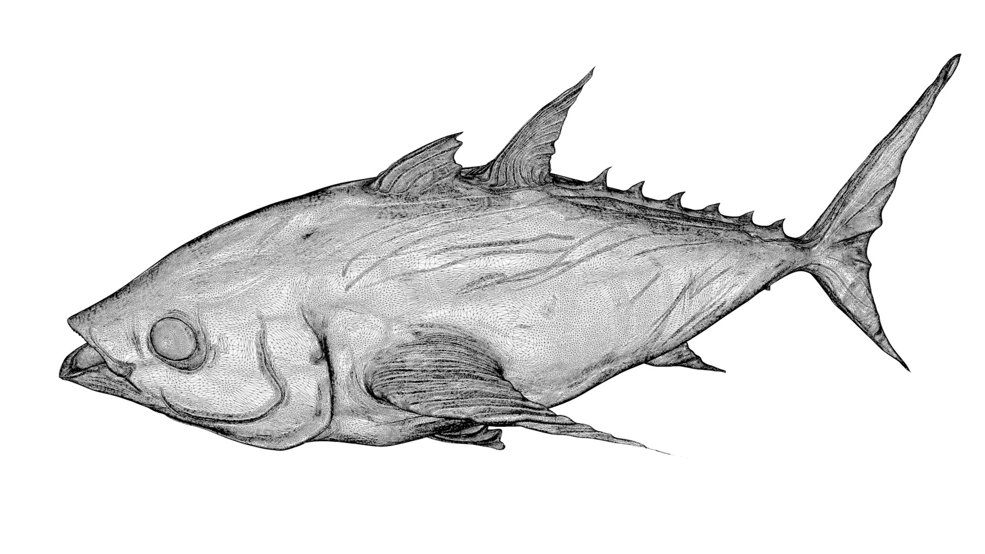 3D tuna fish l138 animate model https://p.turbosquid.com/ts-thumb/zv/EAyOhe/Uxajj6Jy/13/png/1559267401/1920x1080/fit_q87/1b4c4604dc5c0609a762c5c124165a8b09f72269/13.jpg