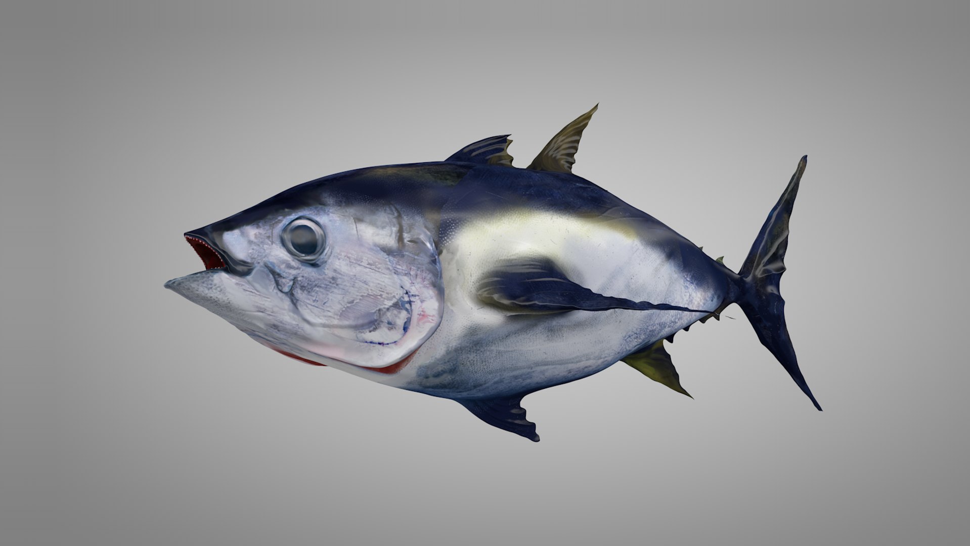 3D tuna fish l138 animate model https://p.turbosquid.com/ts-thumb/zv/EAyOhe/WBZ2ubhG/10/png/1559267400/1920x1080/fit_q87/25049b3d819f7a6fefb1f5a73b1c516dcb0a7d25/10.jpg