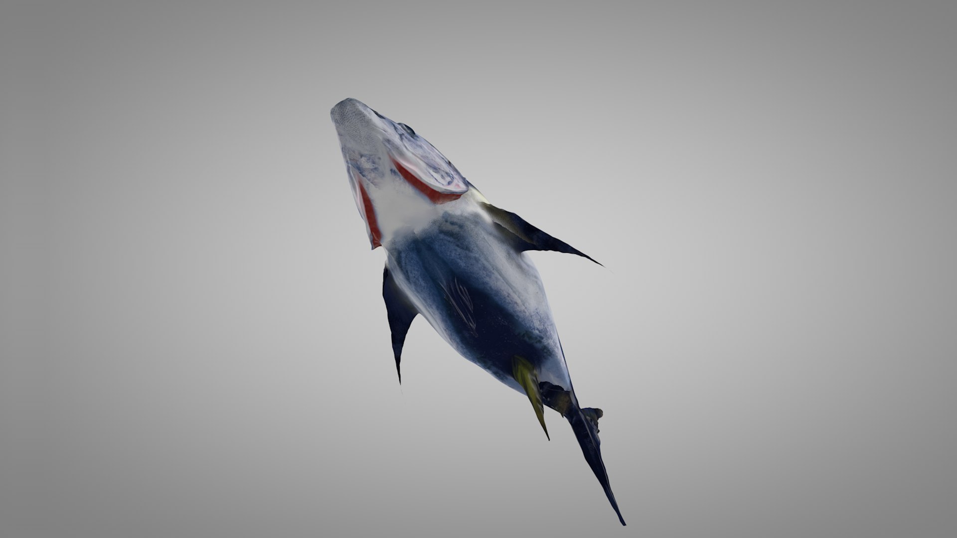 3D tuna fish l138 animate model https://p.turbosquid.com/ts-thumb/zv/EAyOhe/wMBQEQxw/7/png/1559267400/1920x1080/fit_q87/1367d42082ac30557b86de0e0df955e4758e2fcf/7.jpg