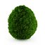 Eastern Arborvitae 2Thuja occidentalis
