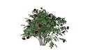 Red Rose Bush - 01 -