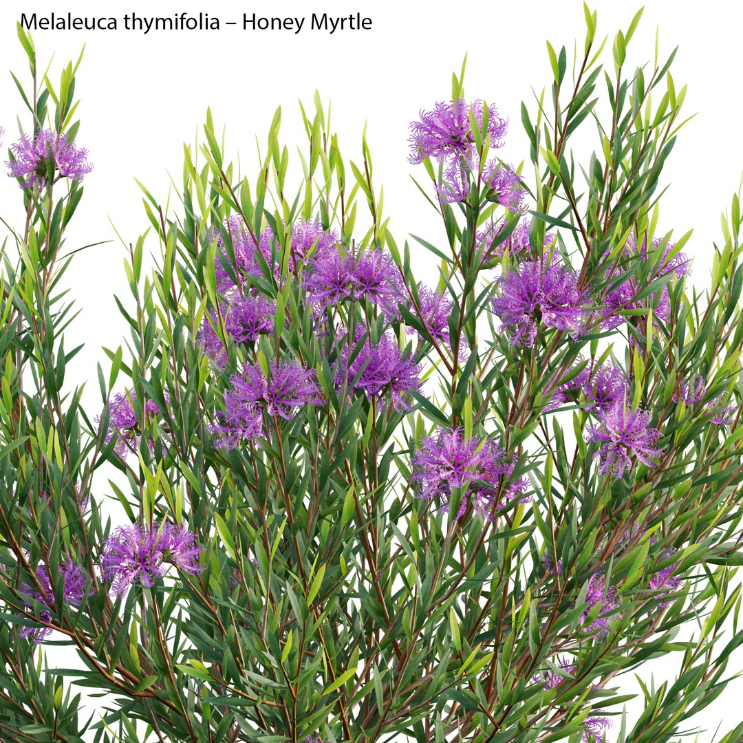 3D Melaleuca Thymifolia Honey Myrtle Thyme Honey Myrtle
