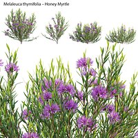 Melaleuca thymifolia - Honey Myrtle - Thyme Honey Myrtle