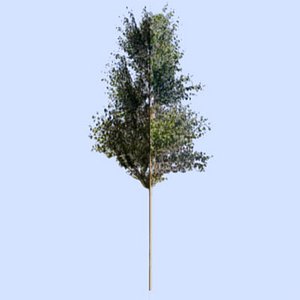 photoshop bitmap tree 3d model