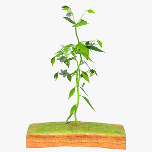 3D Chili flower plant model