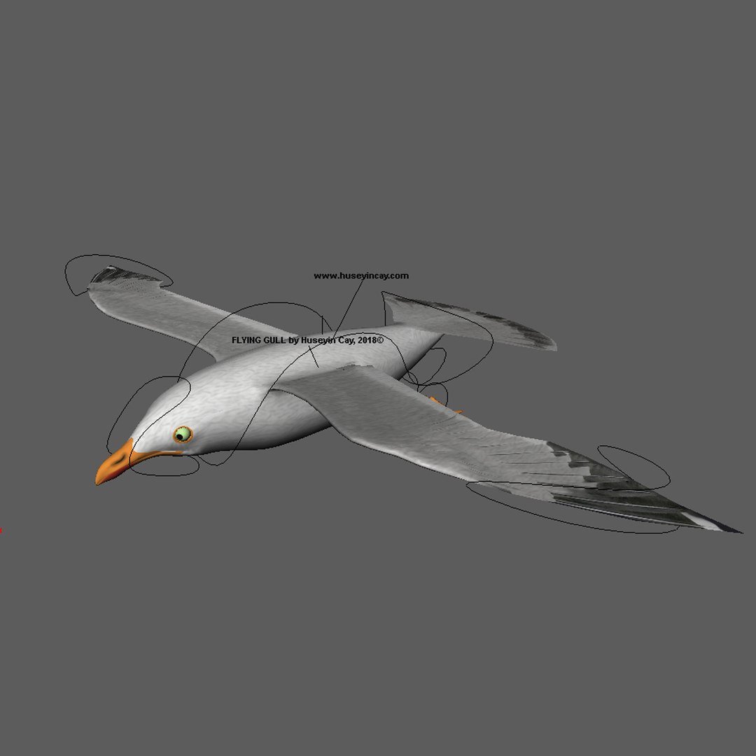 3D Flying Seagull Rigged Model - TurboSquid 1277481