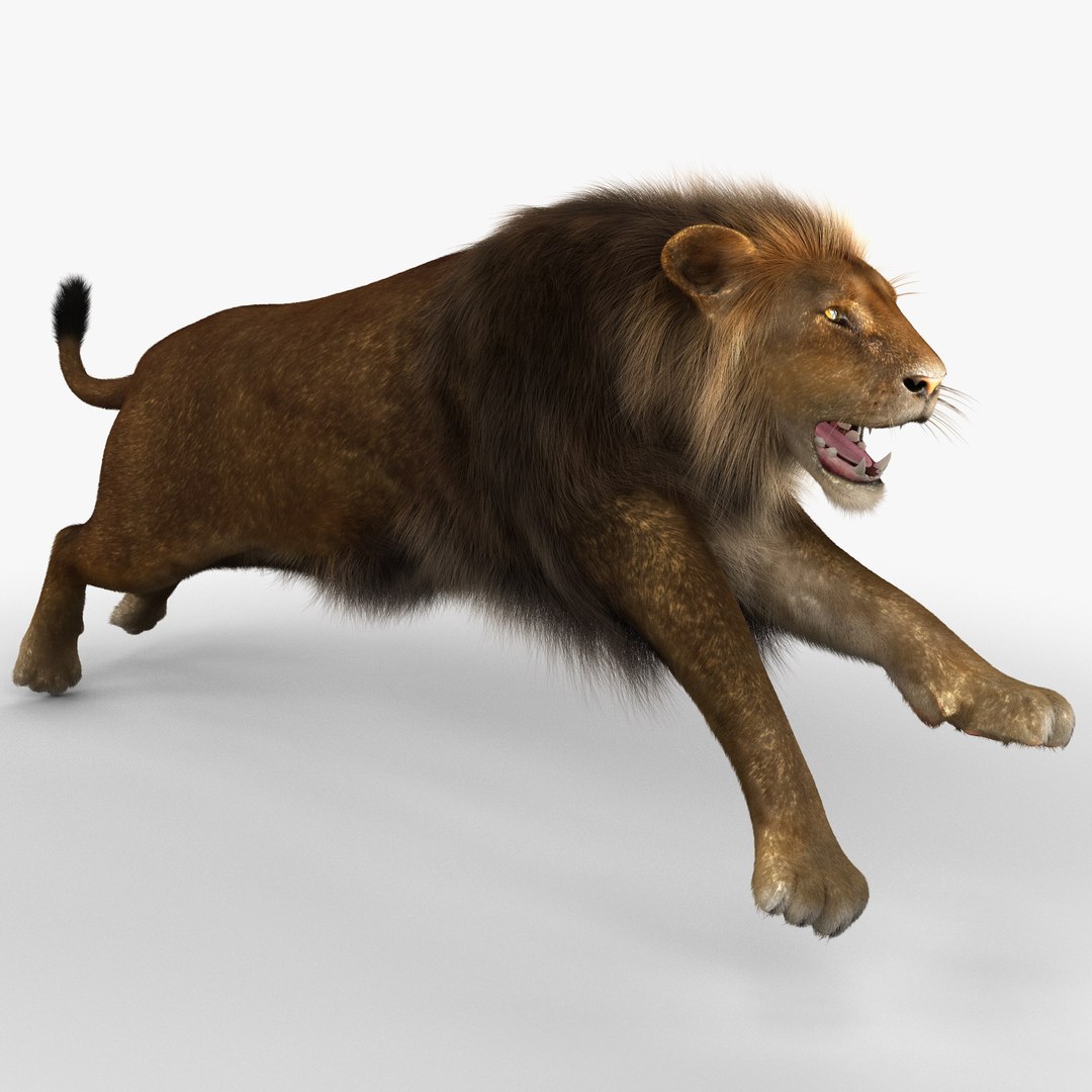 Cartoon Lion Pose Royalty Free SVG, Cliparts, Vectors, and Stock  Illustration. Image 116495892.