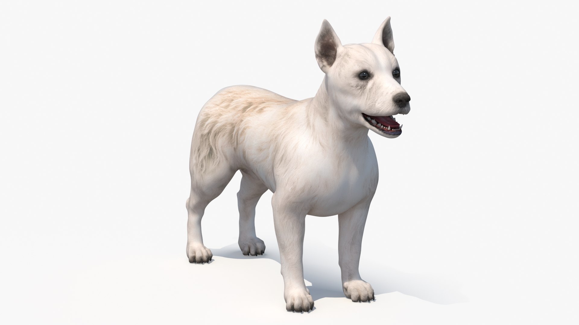 Mongrel Dog Cream Rigged for Cinema 4D 3D model preview