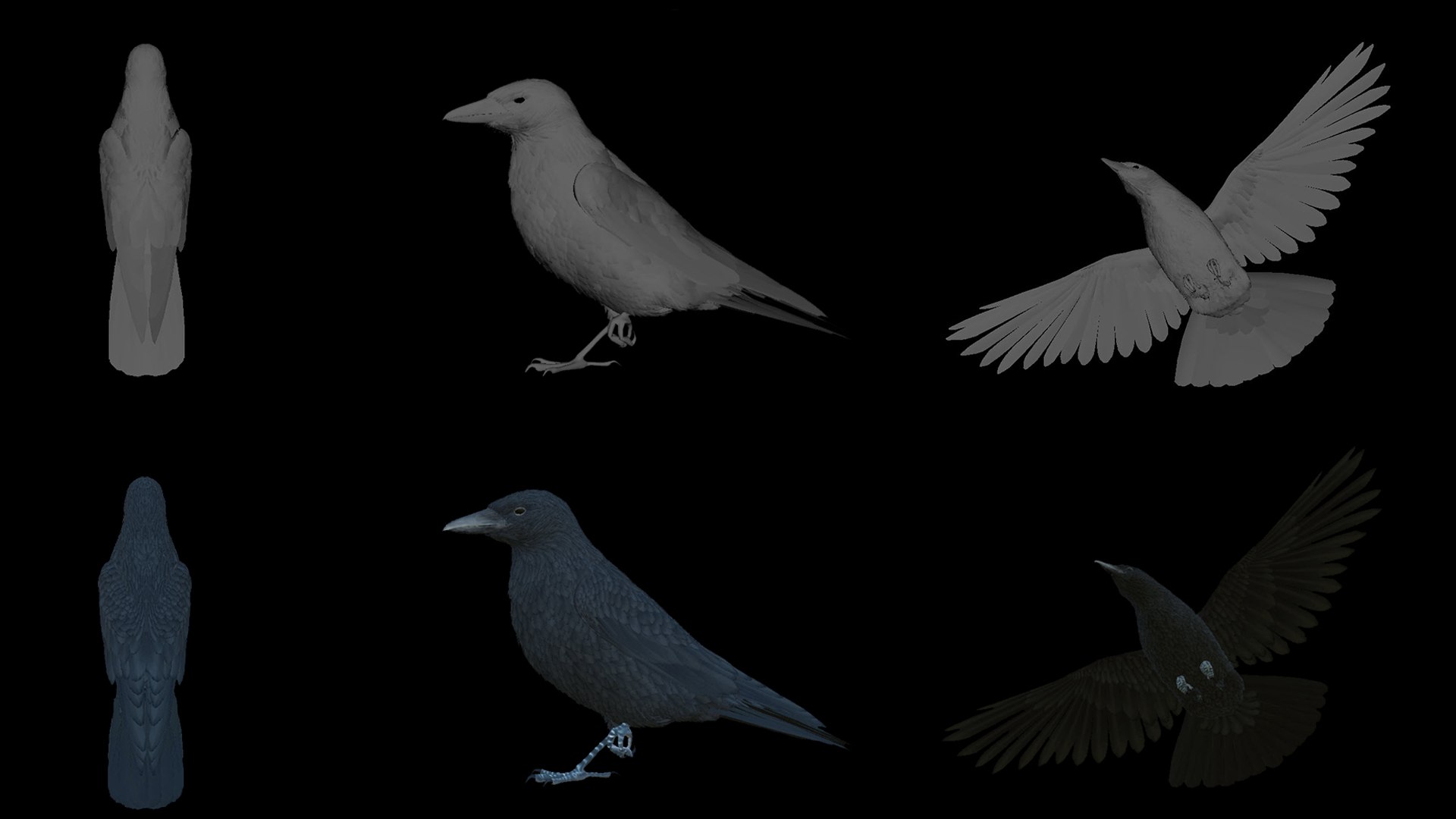 3D Realistic Animated Carrion Crow https://p.turbosquid.com/ts-thumb/zv/johT1u/AS/untitled4/jpg/1721581568/1920x1080/fit_q87/d169fb08b88492c18b94611f028a6691bb361bc0/untitled4.jpg