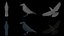 Realistic Animated Carrion Crow