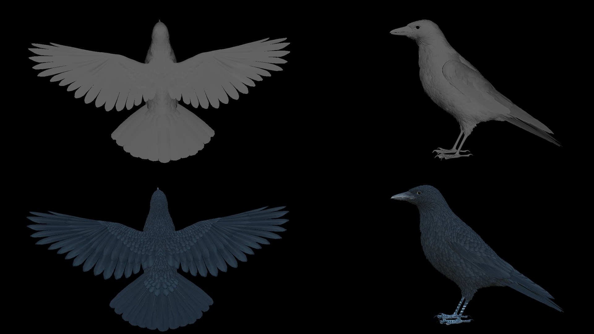3D Realistic Animated Carrion Crow https://p.turbosquid.com/ts-thumb/zv/johT1u/oD/untitled3/jpg/1721581568/1920x1080/fit_q87/5dc46bd2ce9f94e2f39a2b8768254eec5eb78742/untitled3.jpg