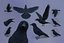 Realistic Animated Carrion Crow