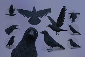 Realistic Animated Carrion Crow