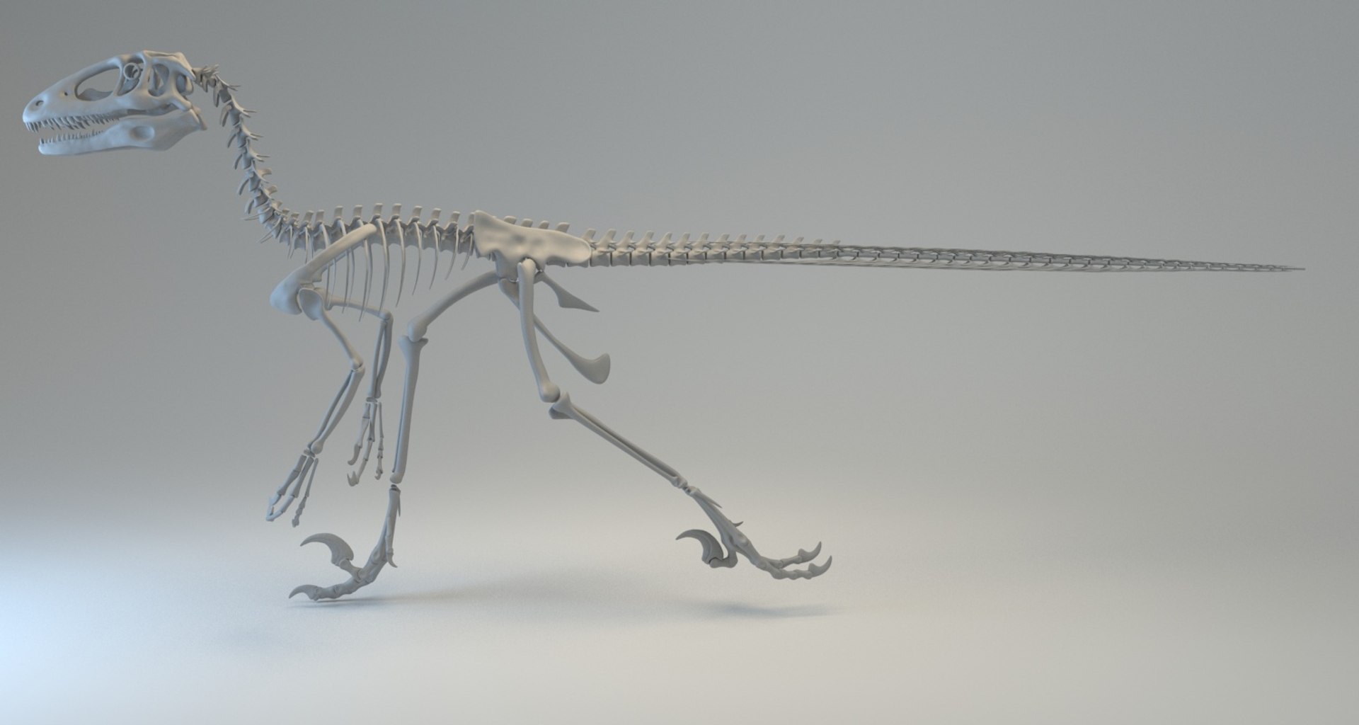 3D Deinonychus Skeleton Fossil Model - TurboSquid 1280085