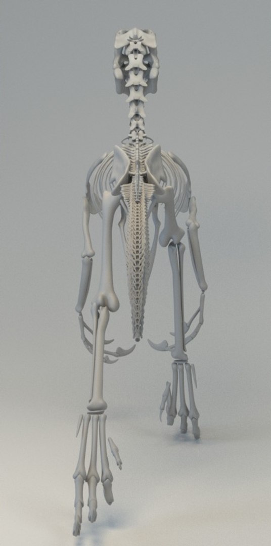 3D deinonychus skeleton fossil model https://p.turbosquid.com/ts-thumb/zv/x08Dbx/nGl05YMl/render_13/jpg/1524592585/1920x1080/fit_q87/6c505a87dc82fb195400693a948da95483d8f9f0/render_13.jpg