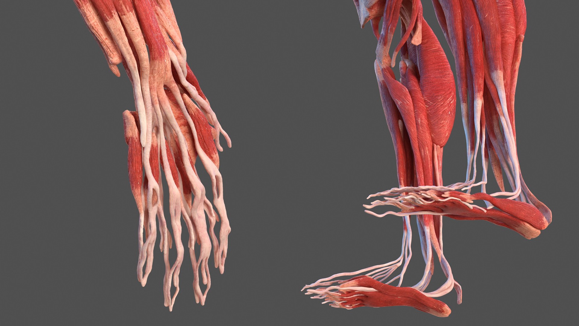 3D male muscular body - TurboSquid 1466728