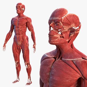 3D male muscular body