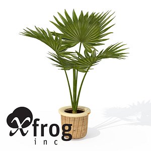 3d model xfrogplants miniature chusan palm