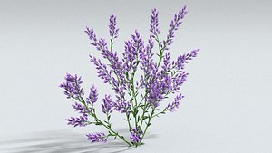 laos Lavender 3D