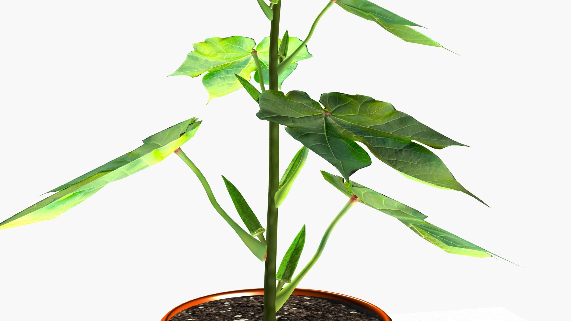 3D OKRA plant https://p.turbosquid.com/ts-thumb/zw/CvUiJV/1q/ps5/jpg/1723980961/1920x1080/fit_q87/3928816231b0b8a8bd5210397e2cf60b271f6269/ps5.jpg