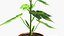 Planta de okra