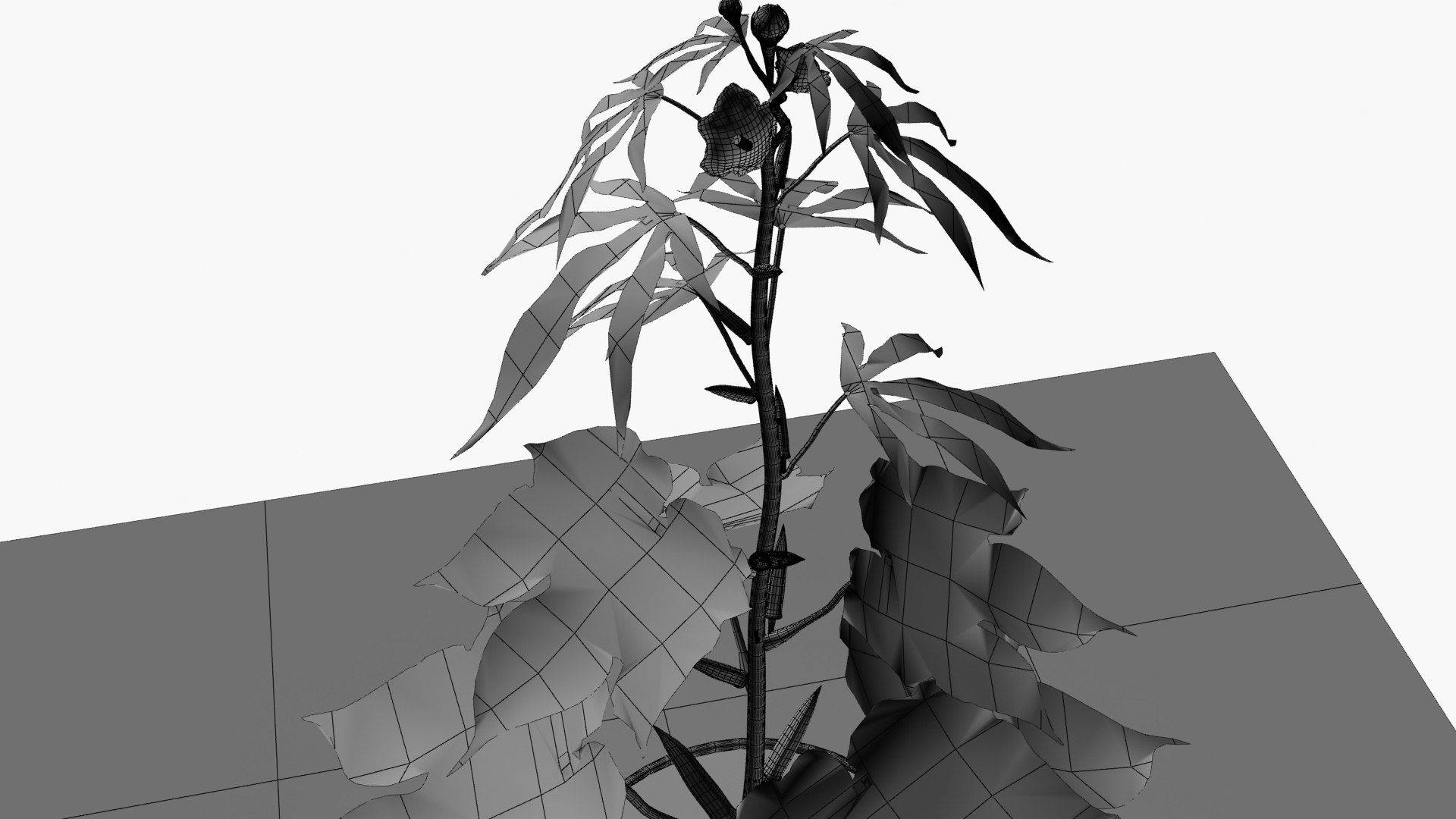 3D OKRA plant https://p.turbosquid.com/ts-thumb/zw/CvUiJV/Bm/wireframe1/jpg/1723980992/1920x1080/fit_q87/c8a9fbfdace9e71bbd8ce0bb91fdd8ad64180d71/wireframe1.jpg