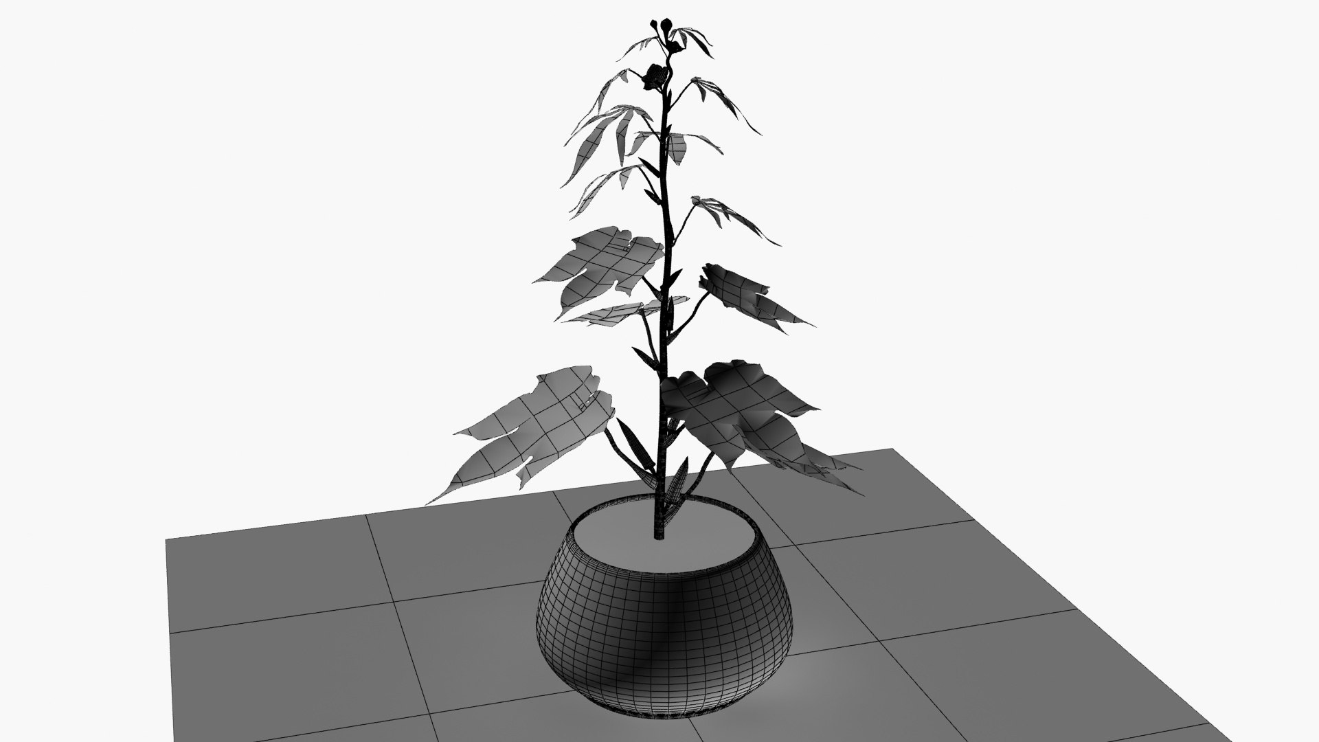 3D OKRA plant https://p.turbosquid.com/ts-thumb/zw/CvUiJV/Ju/wireframe/jpg/1723980985/1920x1080/fit_q87/c65987555a1b8783eb6fee2980c397ab9d1df8e7/wireframe.jpg