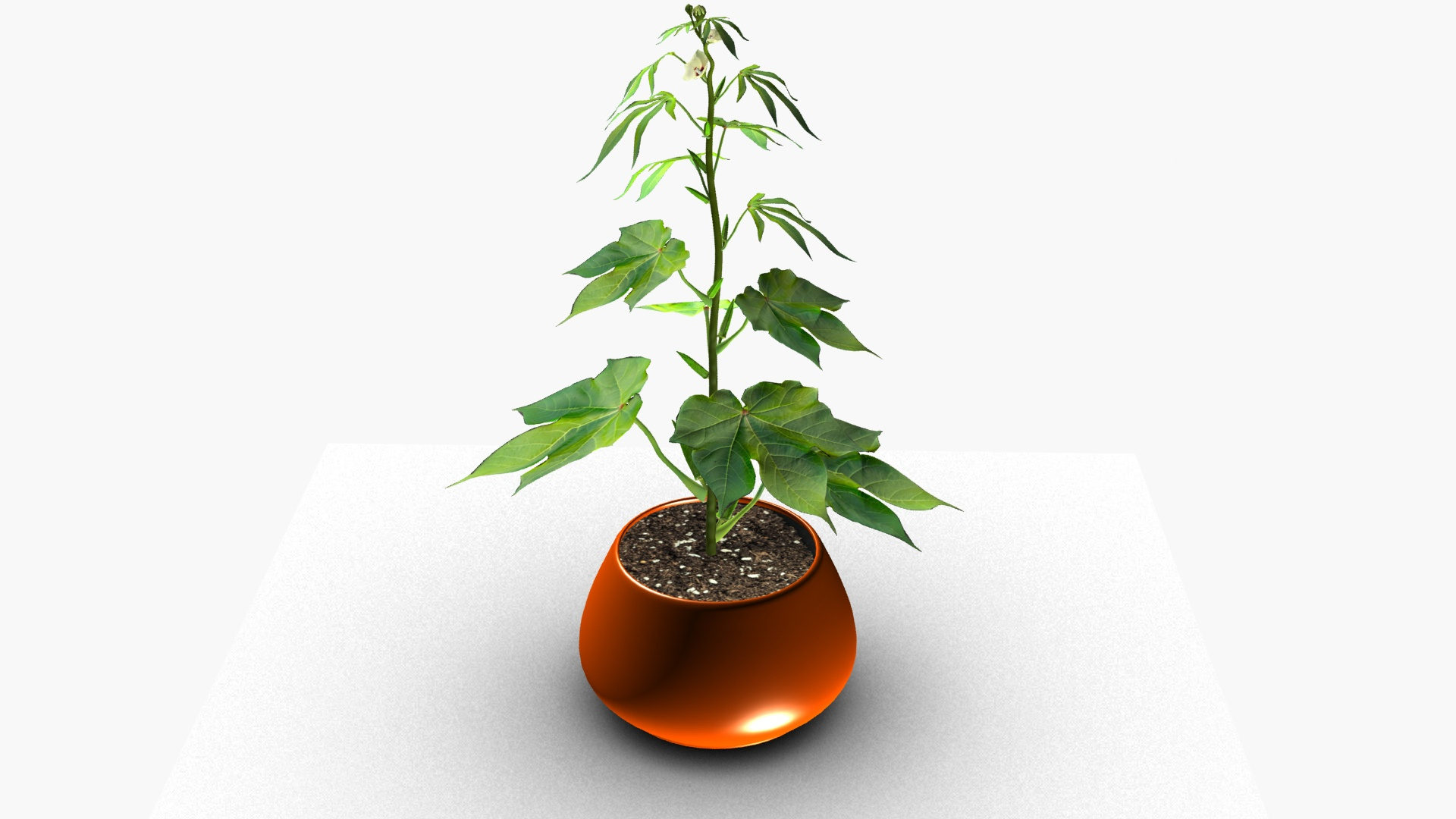 3D OKRA plant https://p.turbosquid.com/ts-thumb/zw/CvUiJV/RV/okra/jpg/1723981140/1920x1080/turn_fit_q99/03bd7770ec1e295fa8599906d640bdf32bd7067e/okra-1.jpg