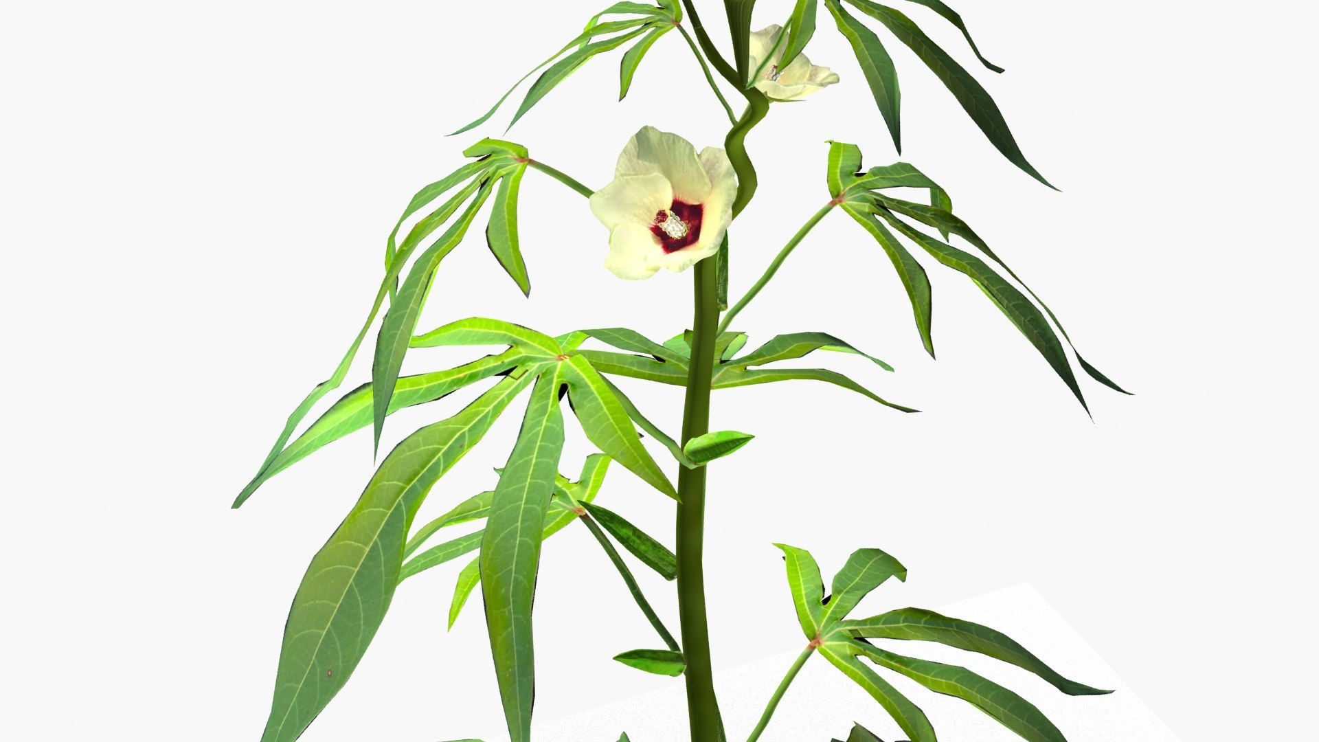 3D OKRA plant https://p.turbosquid.com/ts-thumb/zw/CvUiJV/ki/ps4/jpg/1723980951/1920x1080/fit_q87/a7bf7d8a2a7f681cac793a605a7dfa0ea40da6d3/ps4.jpg