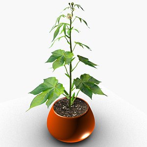 3D OKRA plant