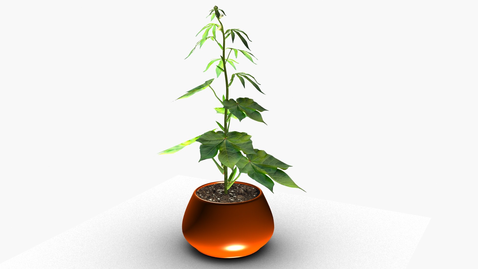 3D OKRA plant https://p.turbosquid.com/ts-thumb/zw/CvUiJV/xt/ps2/jpg/1723980927/1920x1080/fit_q87/b5a07c9bf5403e97d0ce1f0ff66542d905894ddb/ps2.jpg