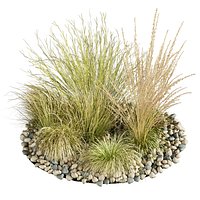 plant vol 729 - grass - carex - pampas