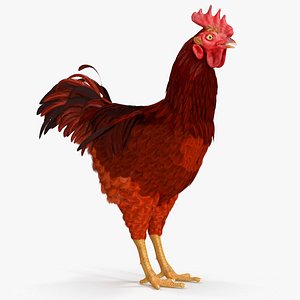 3d max brown hen