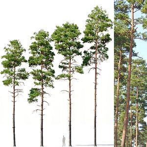 3D pines needles model