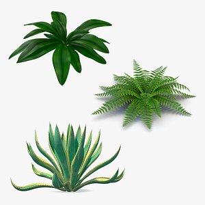 Plants Collection