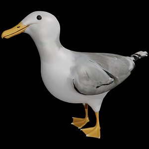 3D seagull bird rigged model