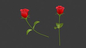 3D A rose