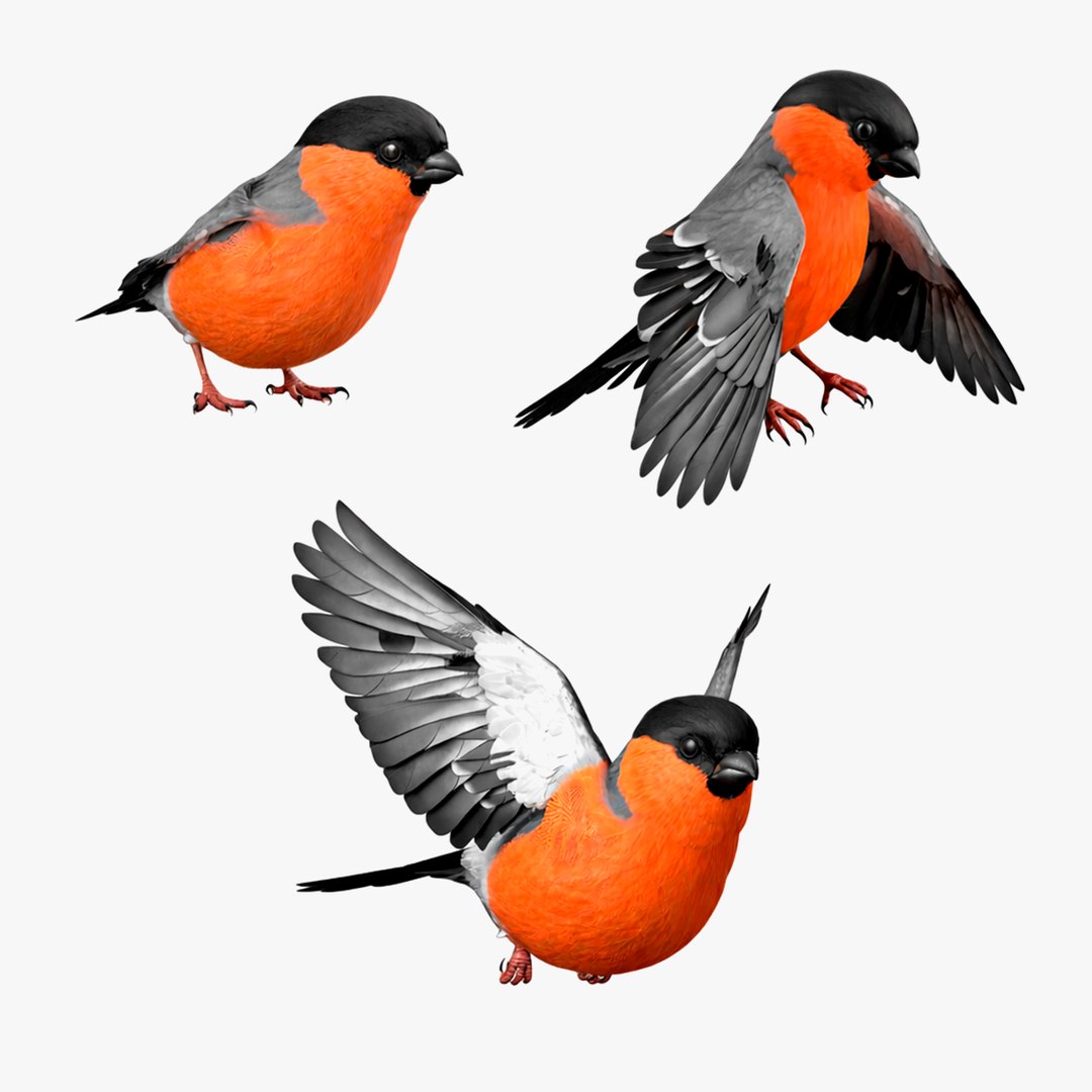 Bullfinch Male Bird Animated Rigged For Maya Collection 3D model preview