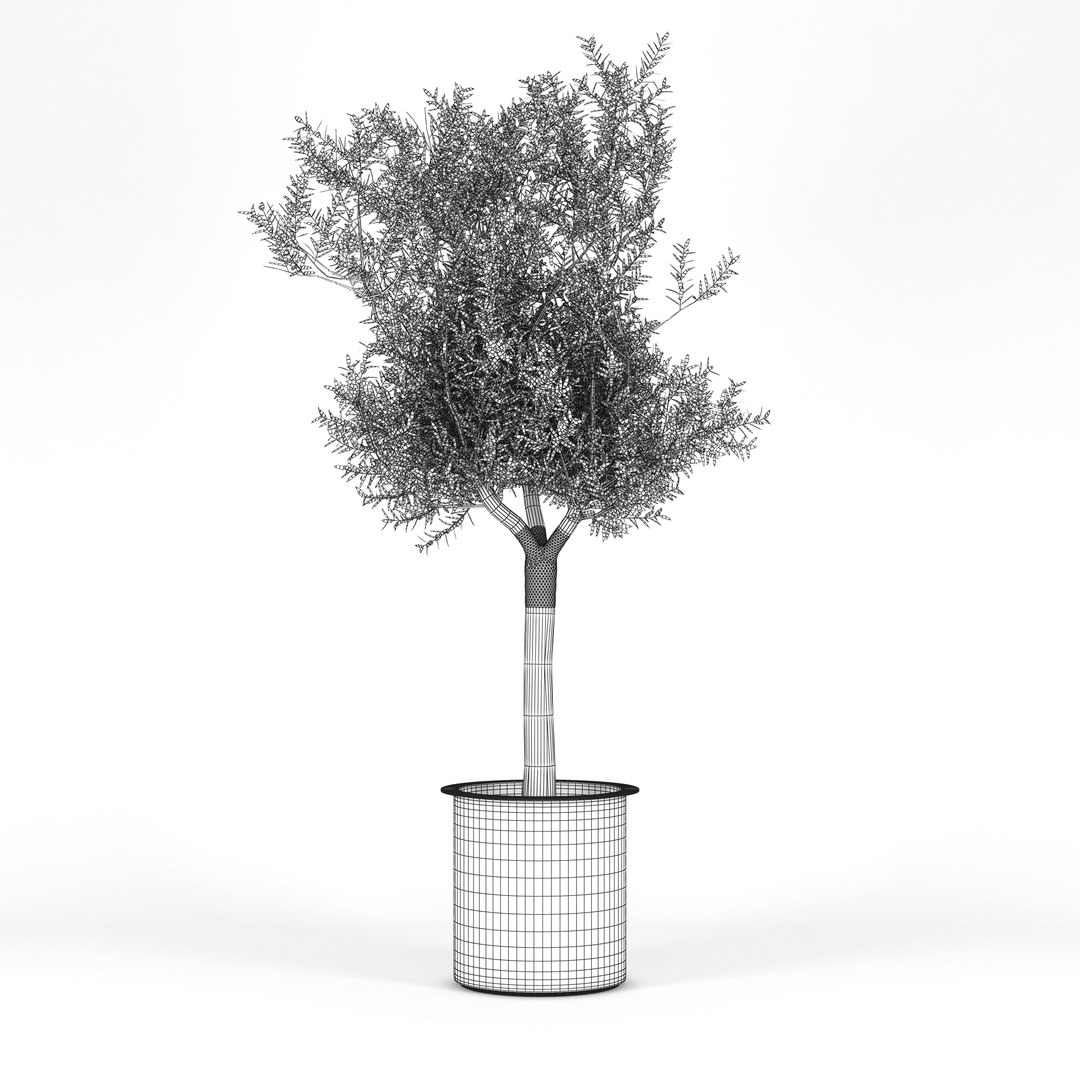 3D Olive Tree Model - TurboSquid 1281894