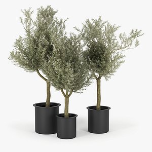 3D olive tree model