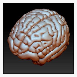 3D Brain