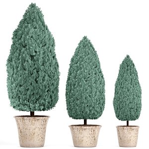 cupressus blue thuja 3D model