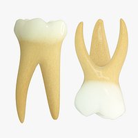 Primary Second Molars