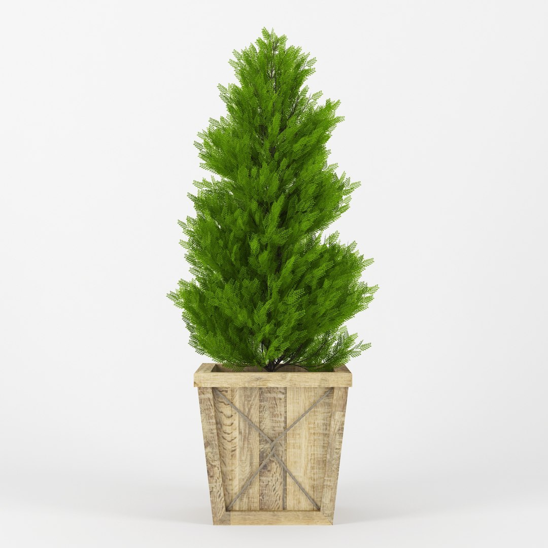 3D Model Thuja - TurboSquid 1163138