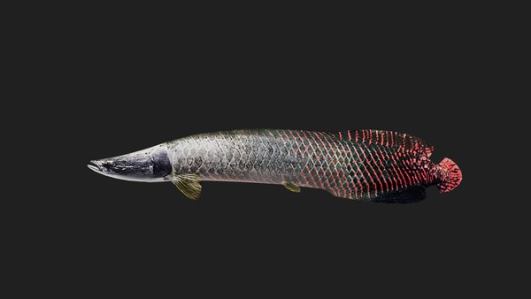 modelo 3d pez - TurboSquid 2123235