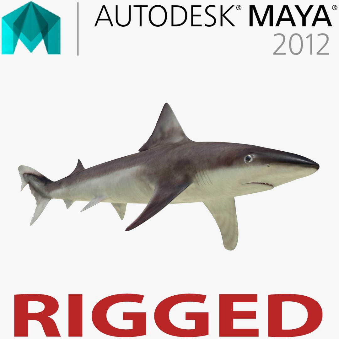School Shark Rigged for Maya 3D Model 3D model preview
