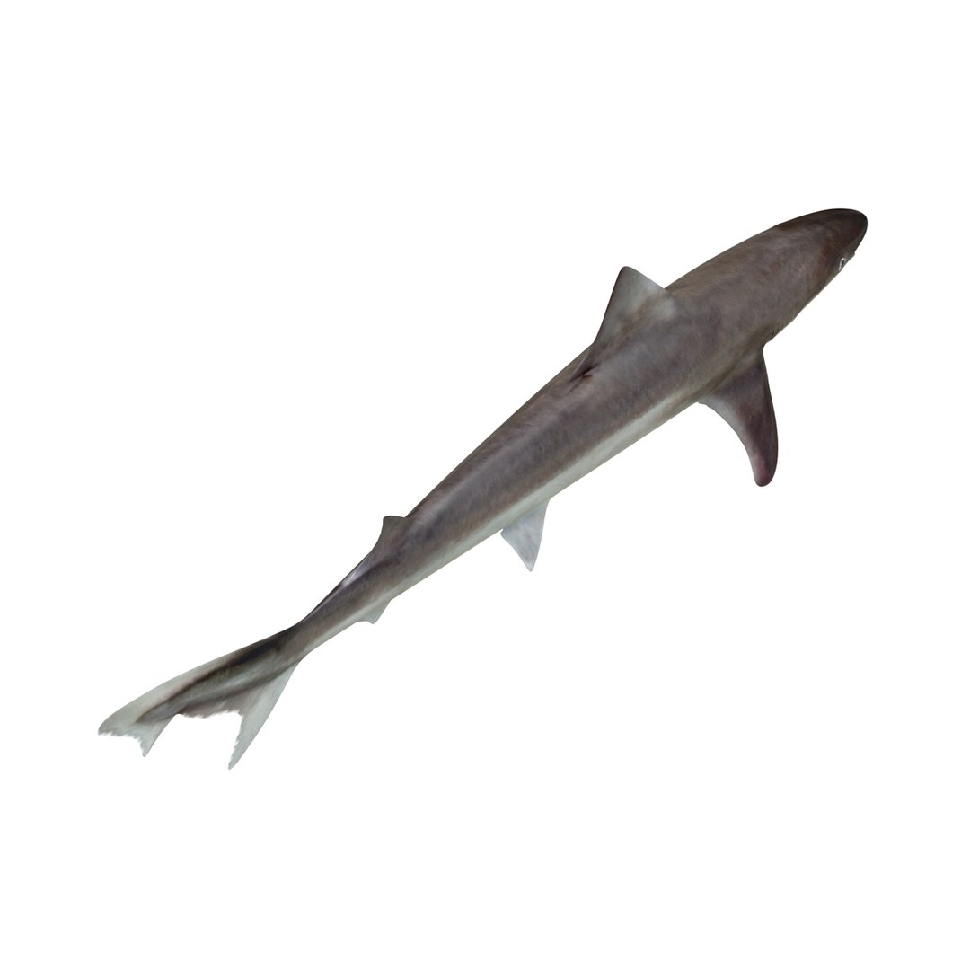 3d Model Of School Shark Rigged