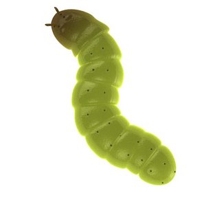 worm 3d model