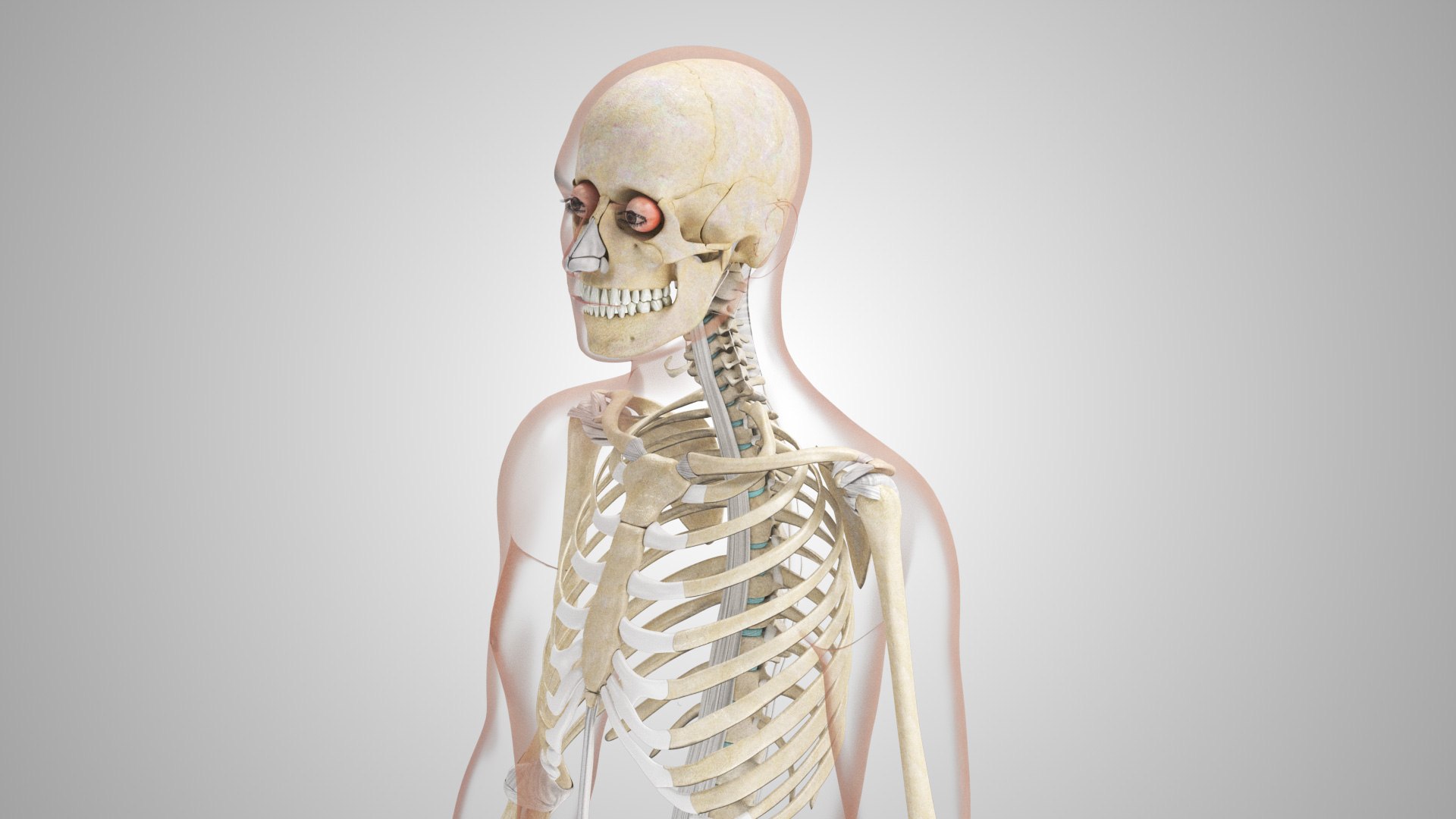 Complete human anatomy-Male 3D model https://p.turbosquid.com/ts-thumb/zx/lGtkg9/1S/humanskeletonsystemwithligaments_00002/jpg/1658259554/1920x1080/fit_q87/47e4b40a67bac06cb618af25f352c5585e5c7a48/humanskeletonsystemwithligaments_00002.jpg
