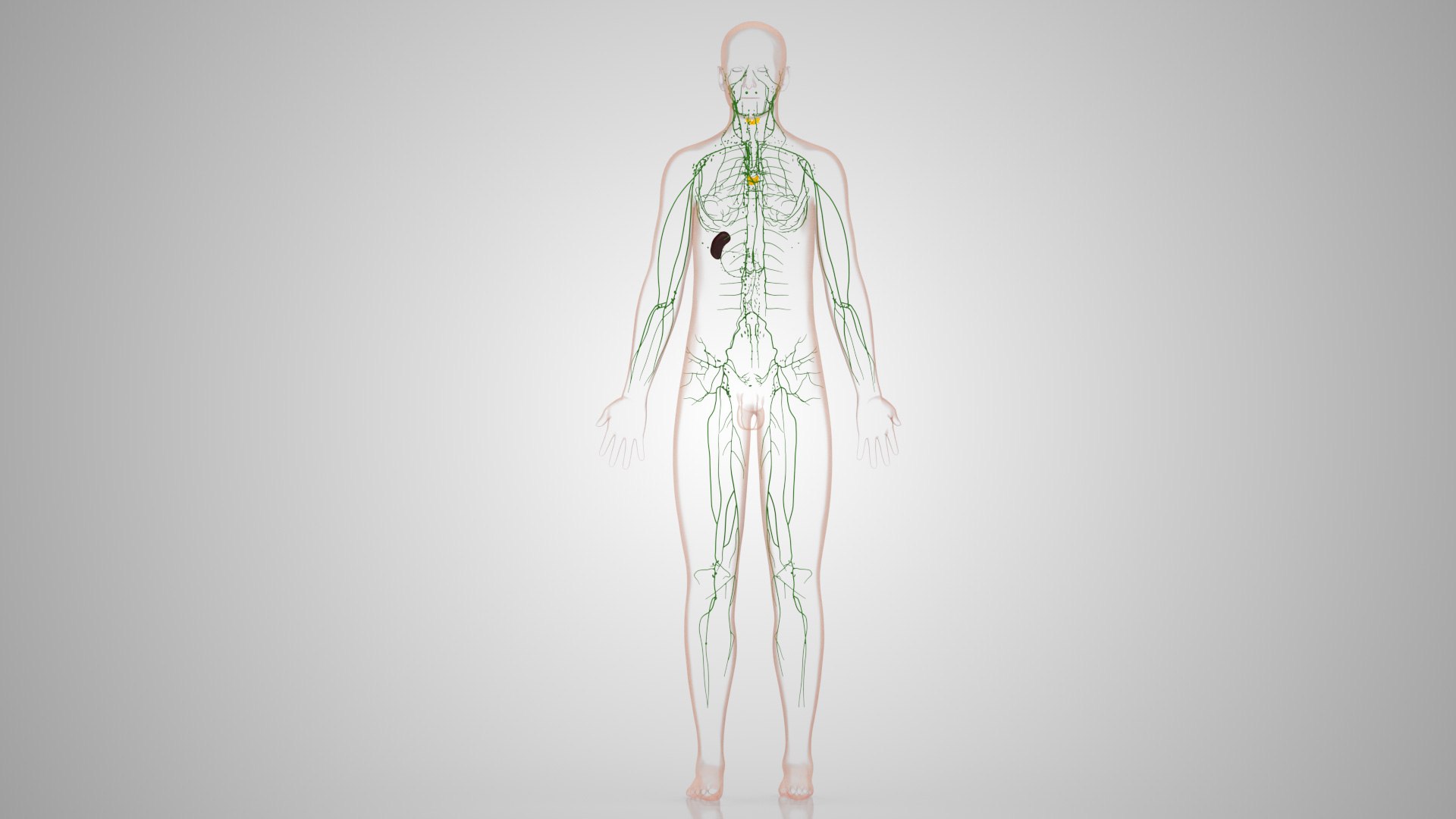 Complete human anatomy-Male 3D model https://p.turbosquid.com/ts-thumb/zx/lGtkg9/1q/humanlymphaticsystem_00031/jpg/1658257476/1920x1080/fit_q87/aaff4bf591a49b6c35f979ebbcb41a2daf9939bd/humanlymphaticsystem_00031.jpg